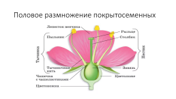 Размножение семенных растений, слайд 7