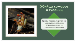 Проект: грибы-паразиты, слайд 7