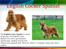 British dogs. Британские породы собак, слайд 12