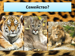 Свердловский зоопарк, слайд 14