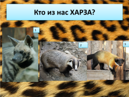 Свердловский зоопарк, слайд 16