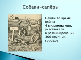 Верные помощники Великой Отечественной войны, слайд 5