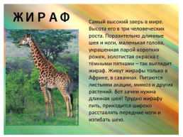 Животные африки, слайд 5
