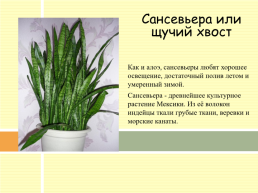 Разновидности комнатных растений, слайд 6