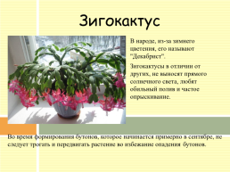 Разновидности комнатных растений, слайд 8