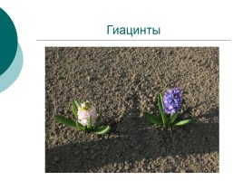 Весенние цветы, слайд 2