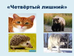 Домашние и дикие животные, слайд 27