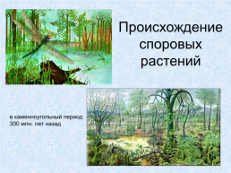 Происхождение растений, слайд 15