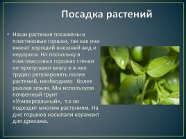 Комнатные растения в интерьере кухни, слайд 6