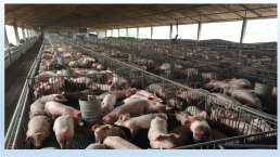 Содержание свиней на свиноводческих фермах., слайд 5