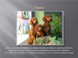 Самые популярные породы собак, слайд 12
