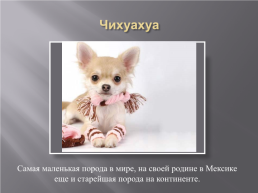 Самые популярные породы собак, слайд 15