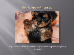 Самые популярные породы собак, слайд 16
