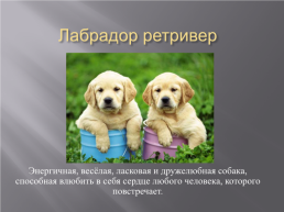 Самые популярные породы собак, слайд 2