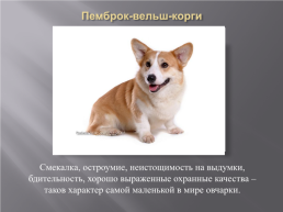 Самые популярные породы собак, слайд 20