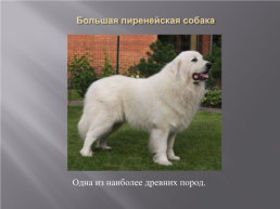Самые популярные породы собак, слайд 24