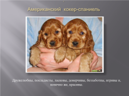 Самые популярные породы собак, слайд 25
