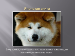 Самые популярные породы собак, слайд 26