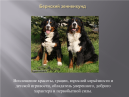 Самые популярные породы собак, слайд 27
