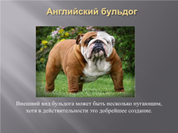 Самые популярные породы собак, слайд 3