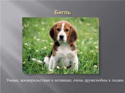 Самые популярные породы собак, слайд 30