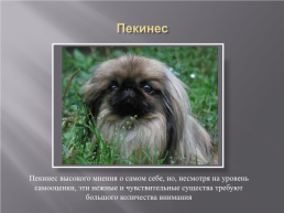 Самые популярные породы собак, слайд 8