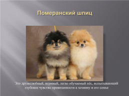 Самые популярные породы собак, слайд 9