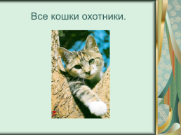 Номинация: «о кошках всерьёз», слайд 10