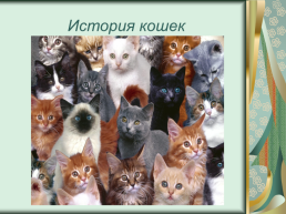 Номинация: «о кошках всерьёз», слайд 3