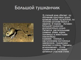 Редкие животные Тамбовской области, слайд 5