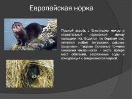 Редкие животные Тамбовской области, слайд 7