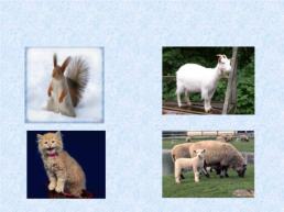 Домашние животные, слайд 23