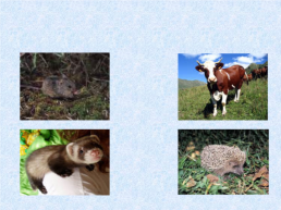 Домашние животные, слайд 24