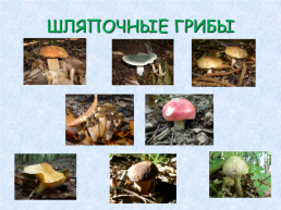 Урок окружающего мира по теме: «в царстве грибов », слайд 11