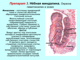 Пищеварительная система. Органы полости рта, слайд 14