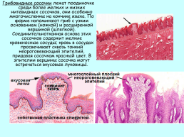 Пищеварительная система. Органы полости рта, слайд 8
