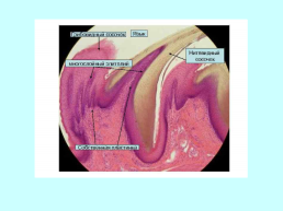 Пищеварительная система. Органы полости рта, слайд 9