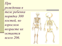 30 интересных фактов о человеке по дисциплине «анатомия и физиология человека», слайд 23