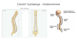 Скелет человека. Соединения костей, слайд 10