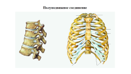 Скелет человека. Соединения костей, слайд 6