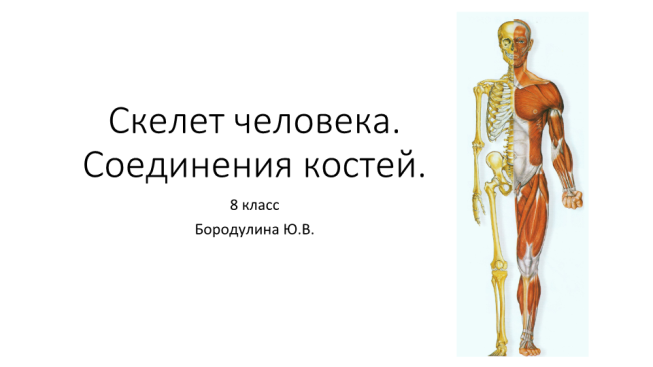 Скелет человека. Соединения костей