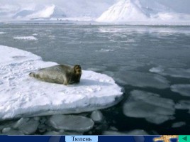 Северный Ледовитый океан, слайд 19