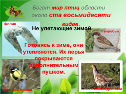 Разнообразие природы Донского края, слайд 14