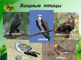 Разнообразие природы Донского края, слайд 16
