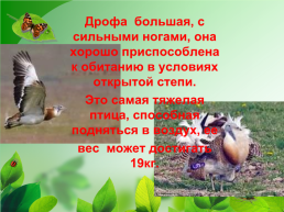 Разнообразие природы Донского края, слайд 18