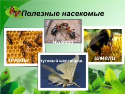 Разнообразие природы Донского края, слайд 24