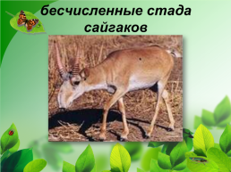 Разнообразие природы Донского края, слайд 8