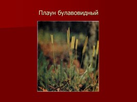 Красная книга Тамбовской области, слайд 14