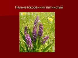 Красная книга Тамбовской области, слайд 18