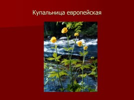 Красная книга Тамбовской области, слайд 19